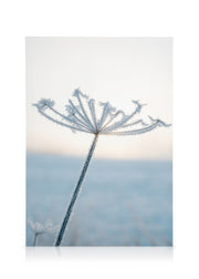 Frosty Flower Canvas print