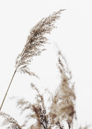 Grass Print