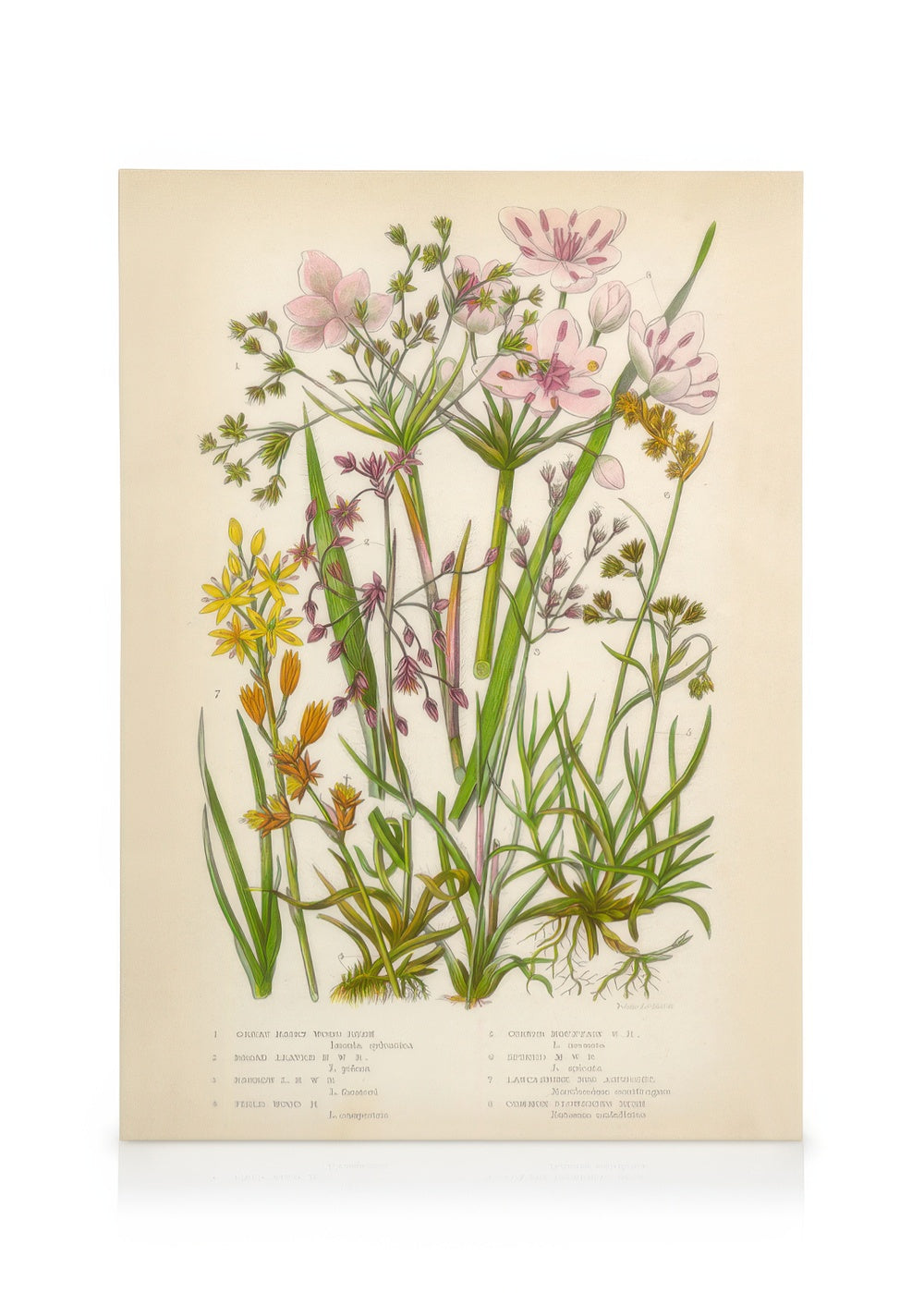 Vintage Flowers Two Canvas print