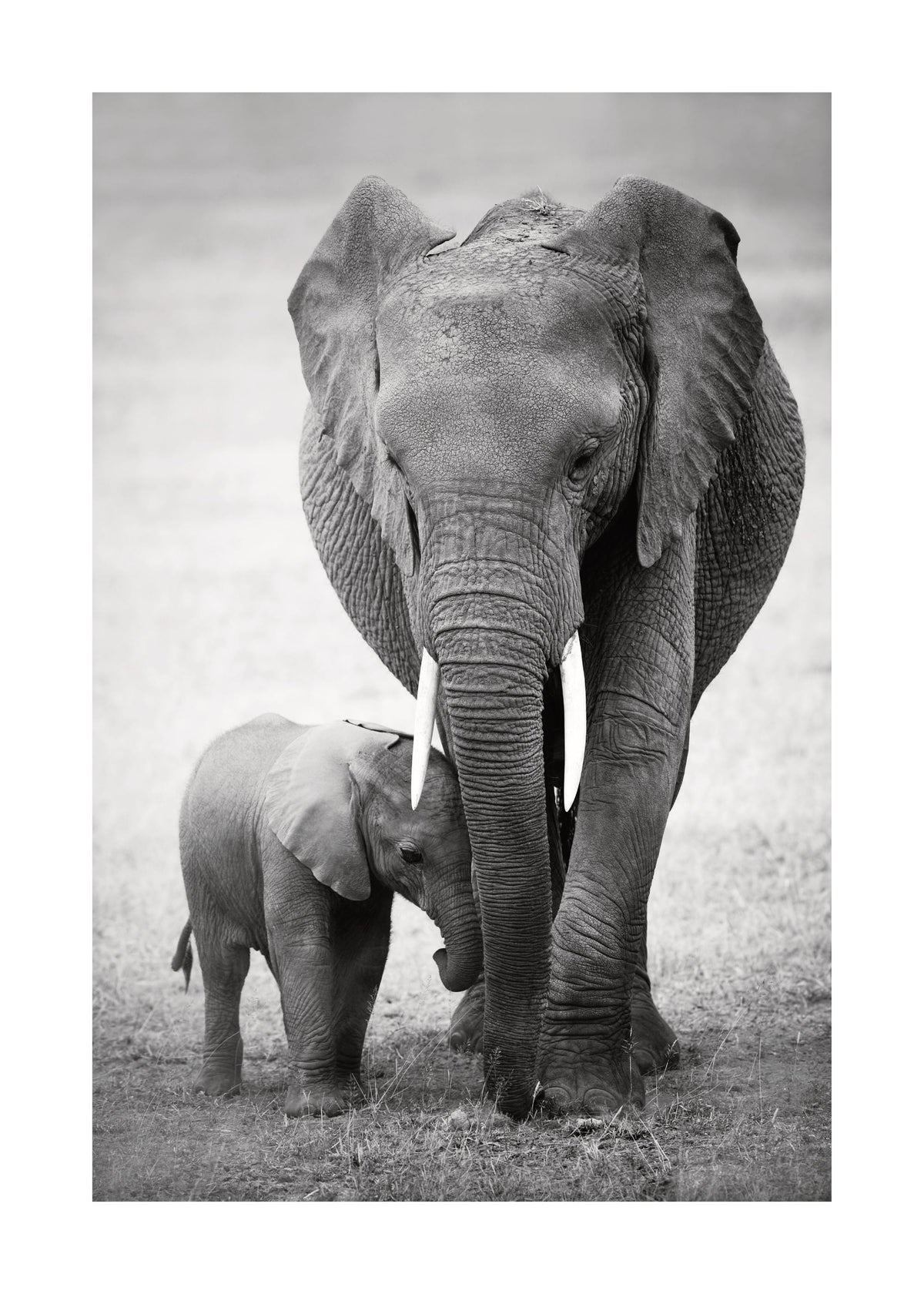 Elephant Love Print
