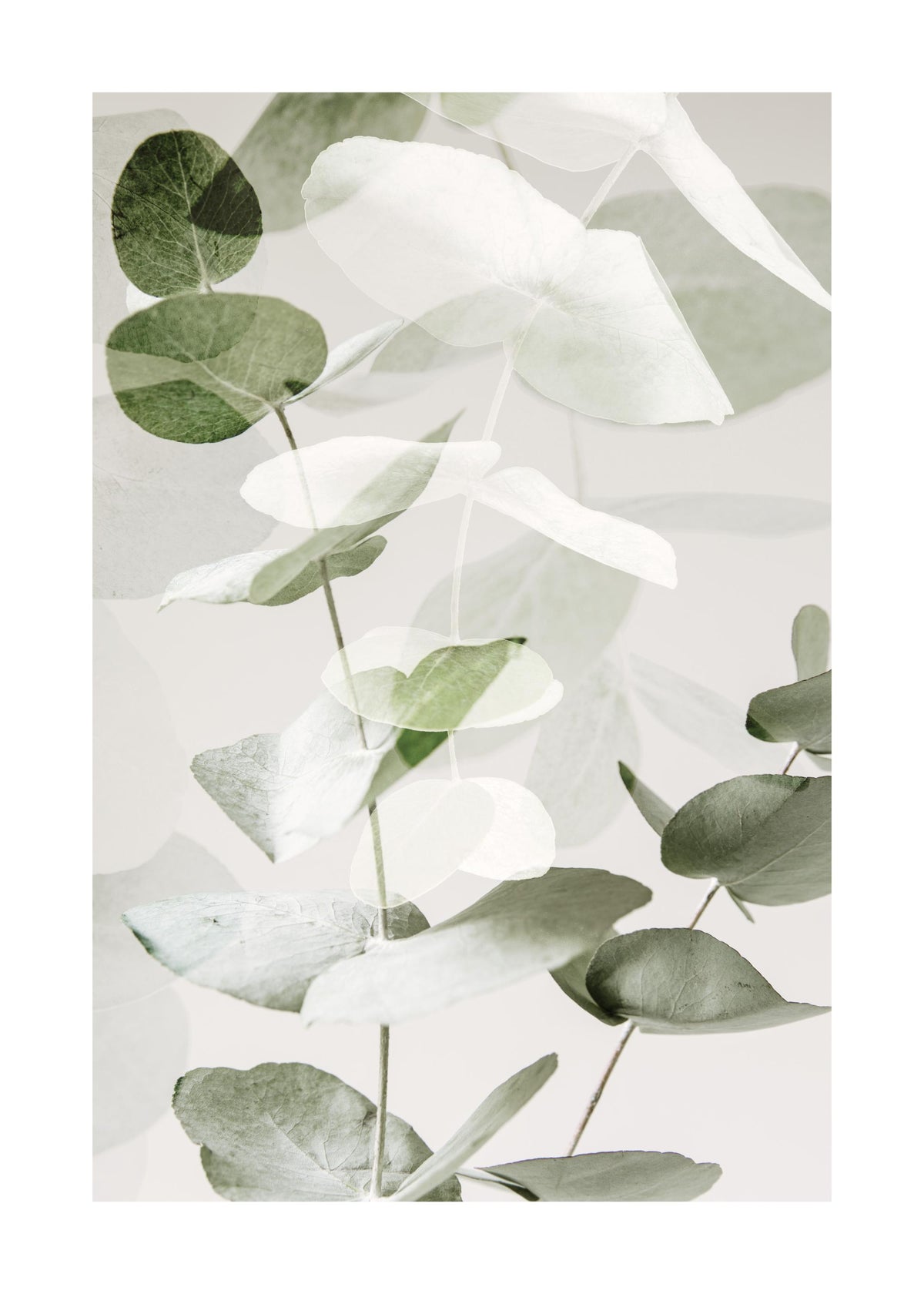 Eucalyptus Shades No2 Print