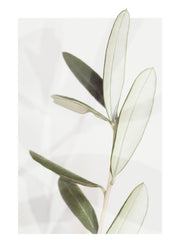 Olive Print