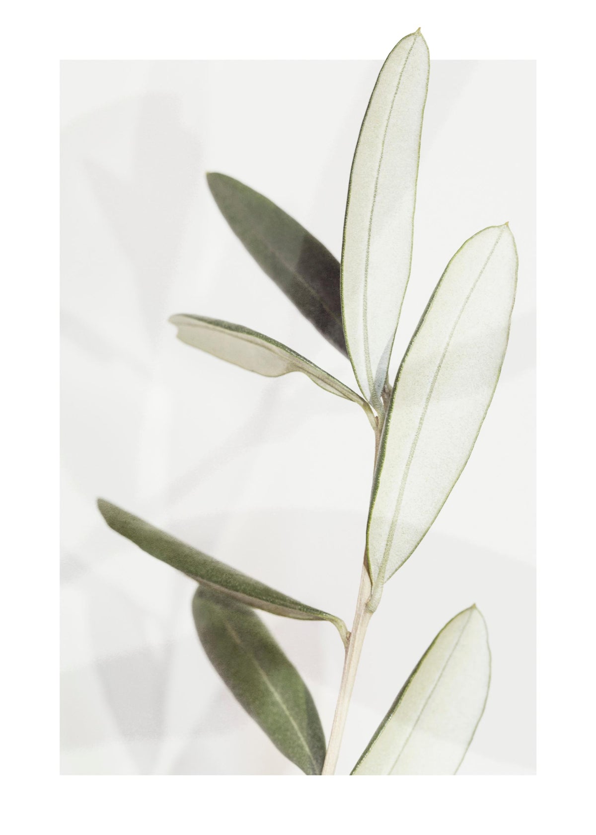 Olive Print