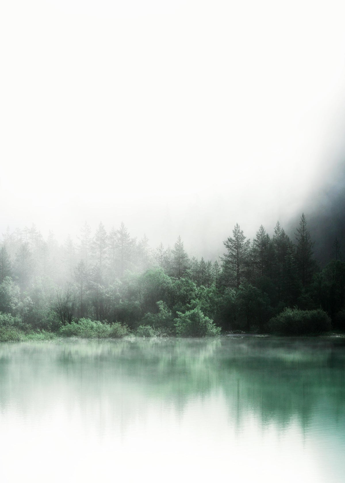 Forest Reflections Print