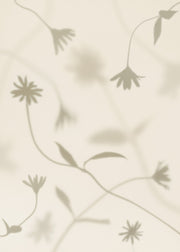 Petal Shadows Juliste