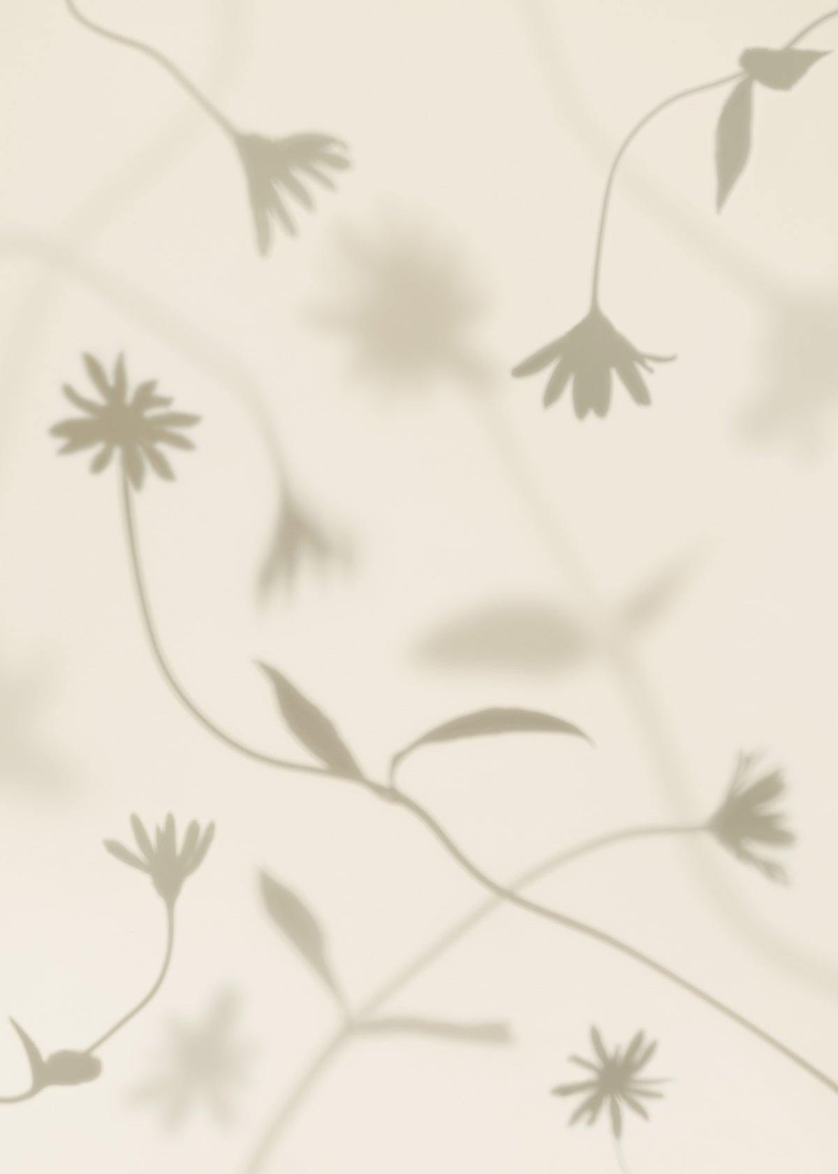 Petal Shadows Juliste