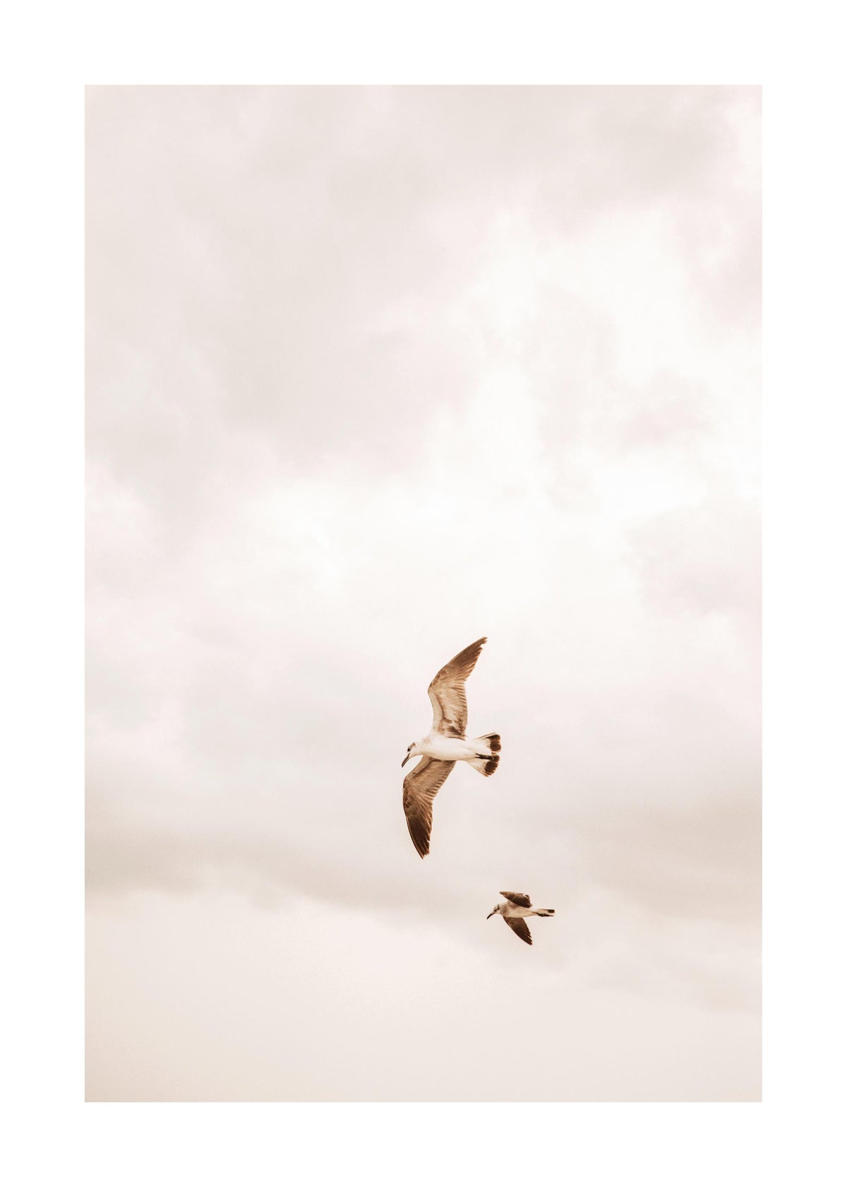 Flying Birds Print
