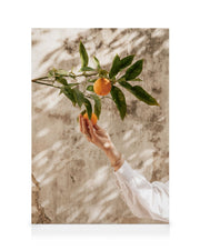 Picking Oranges Canvas print