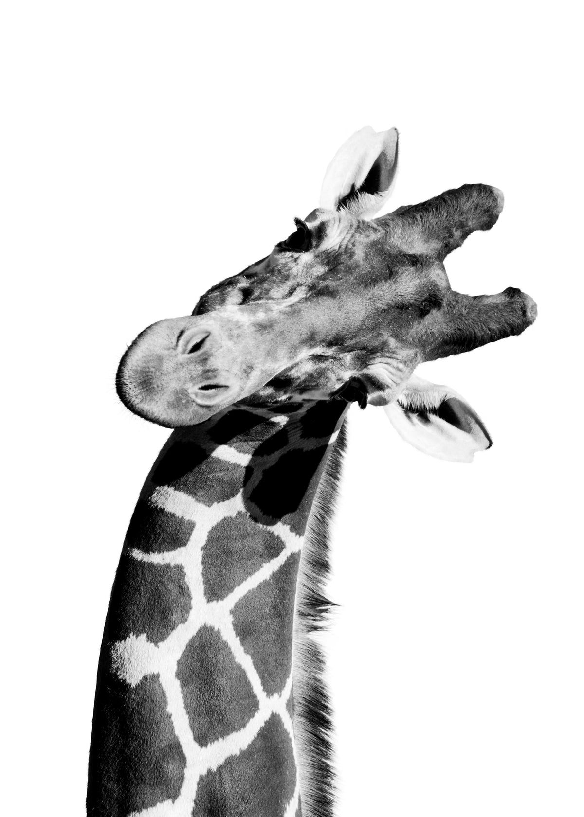 Giraffe Portrait Print