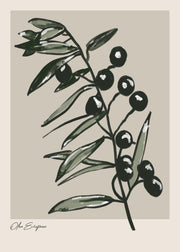 Olea Europaea Print