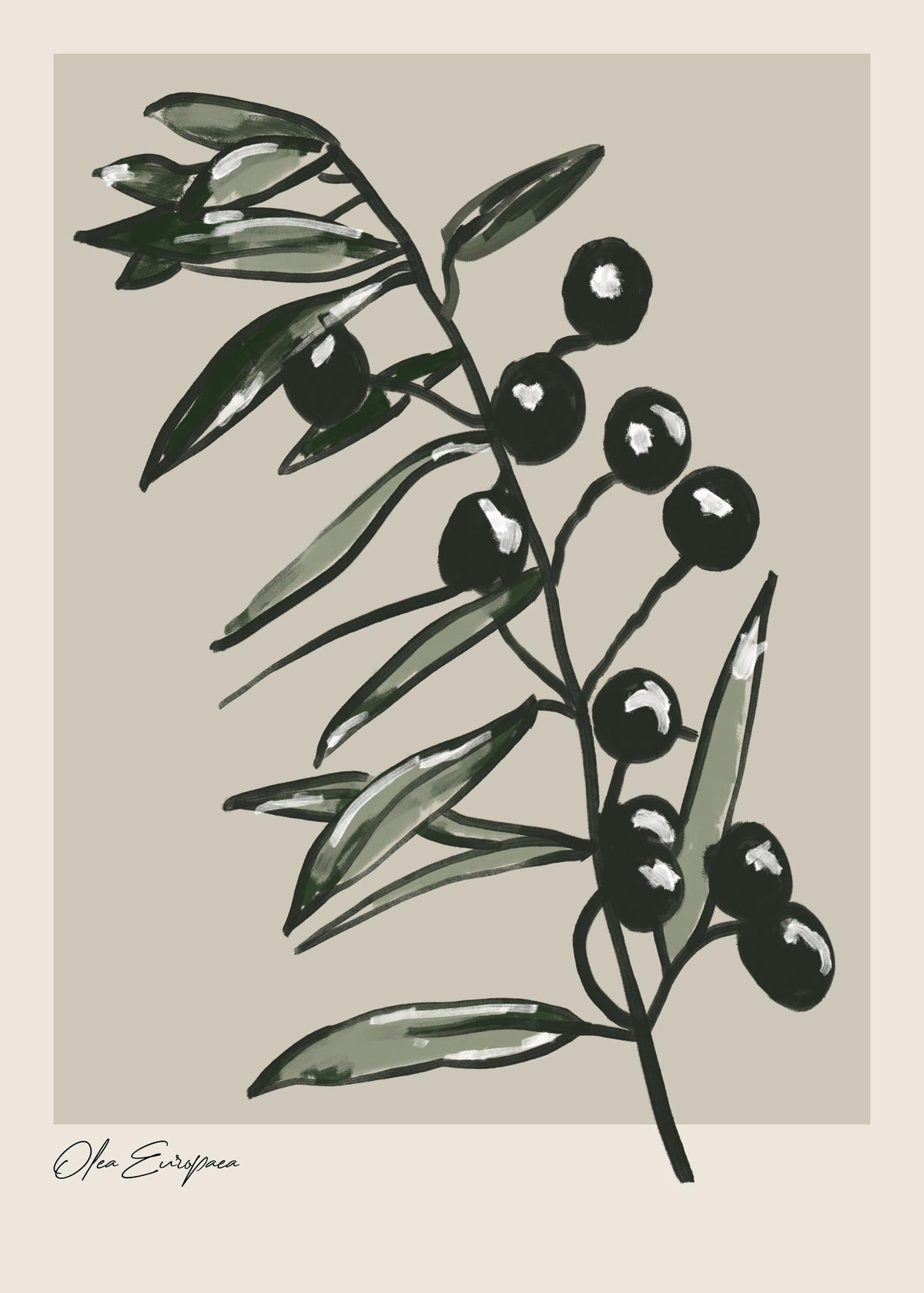 Olea Europaea Print