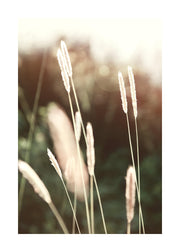 Evening Summer Field Print