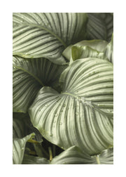 Calathea Leaves Print