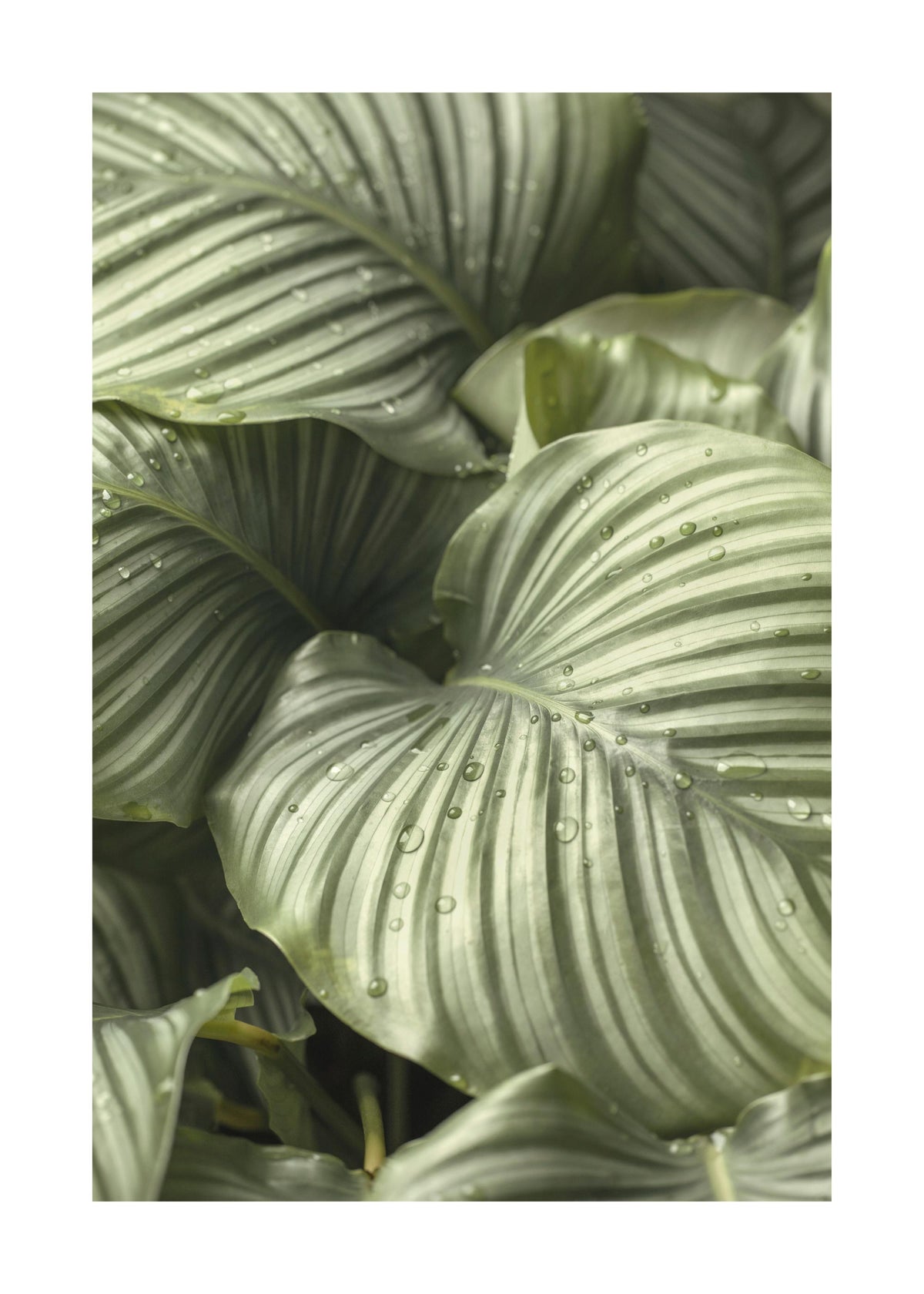 Calathea Leaves Print