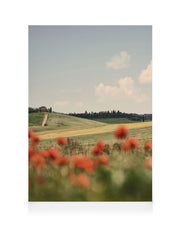 Tuscan Poppies No1 Canvas print