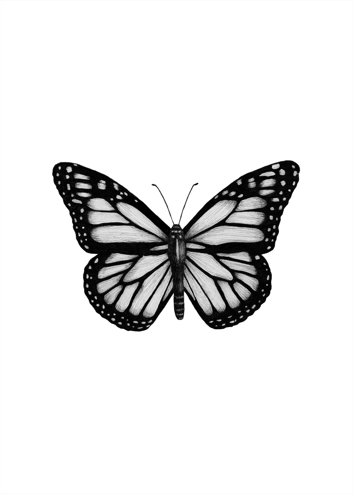 Butterfly Drawing Print