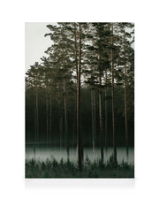 Misty Forest Canvas print