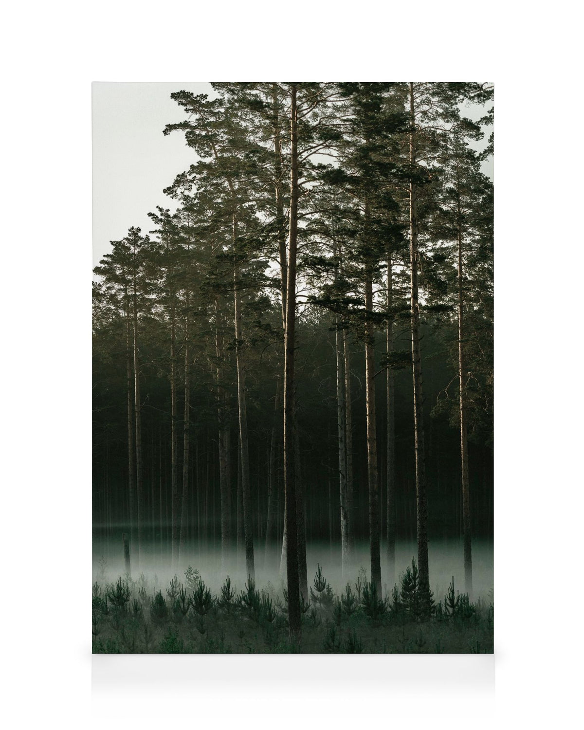 Misty Forest Canvas print