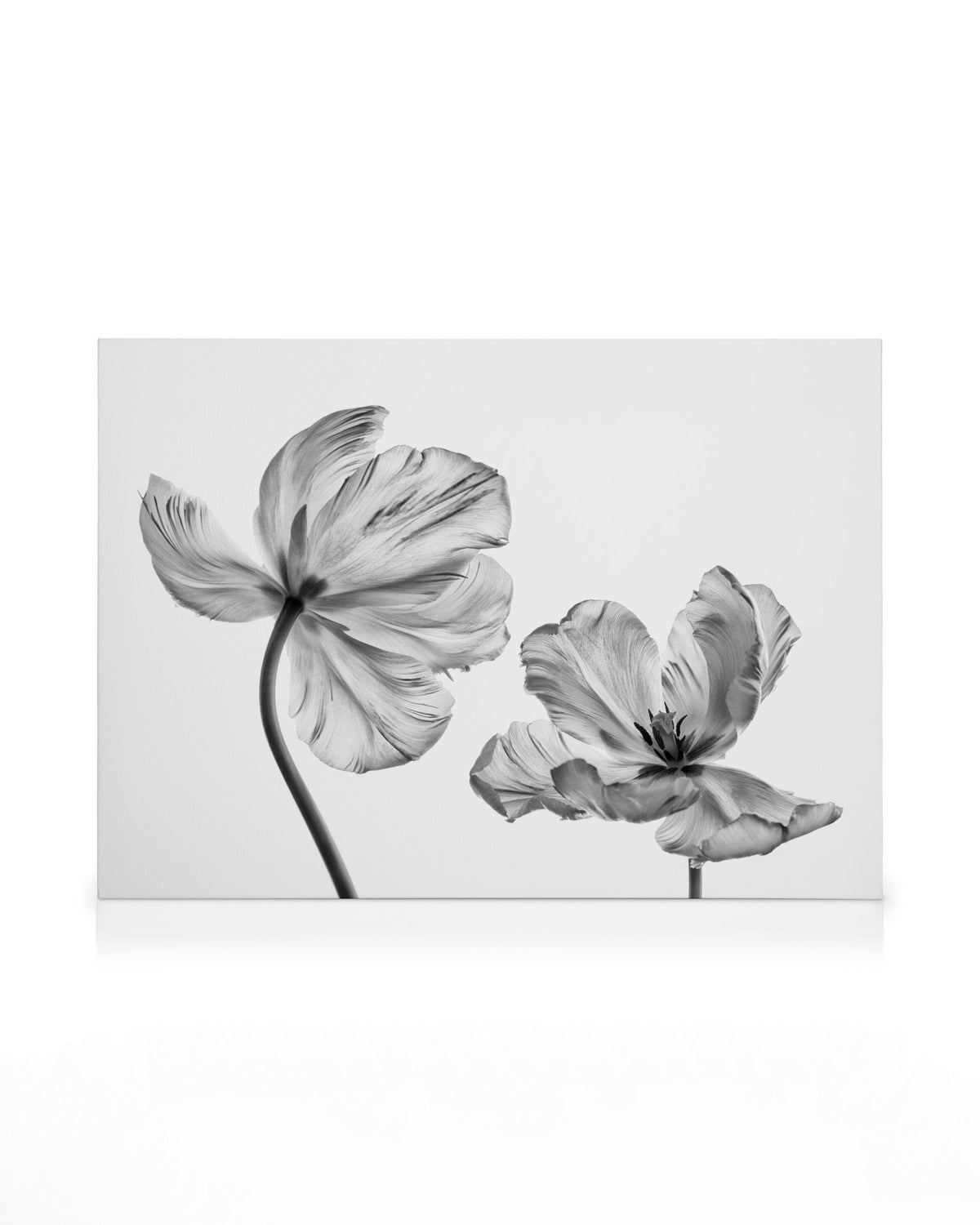 Black and White Tulips Canvas print
